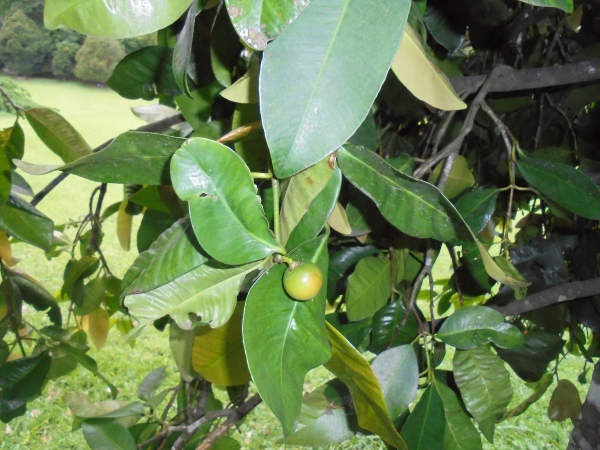 Garcinia cymosa (K.Schum.) I.M.Turner & P.F.Stevens